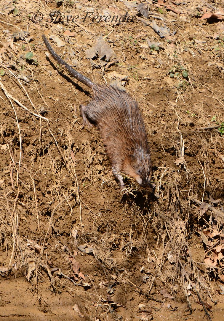 "Natural World" Through My Camera Muskrats Preparing For Spring